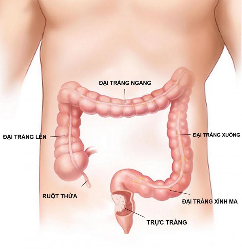 5-7 giờ sáng: Thời gian giải độc của ruột già