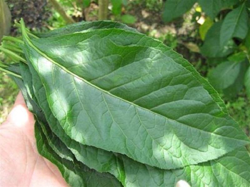 Lá mật gấu - một bài thuốc dân gian hiệu quả với người tiểu đường
