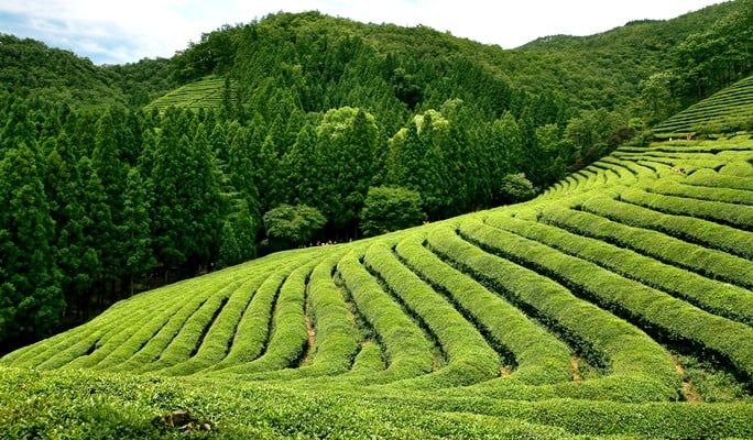 ﻿Những đồi chè trải dài xanh mướt bất tận đẹp mắt vô cùng.
