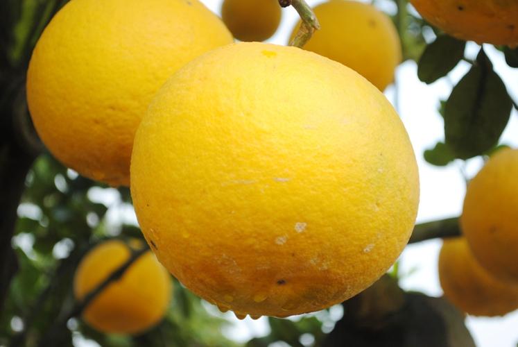 Bưởi mát và rất tốt cho da