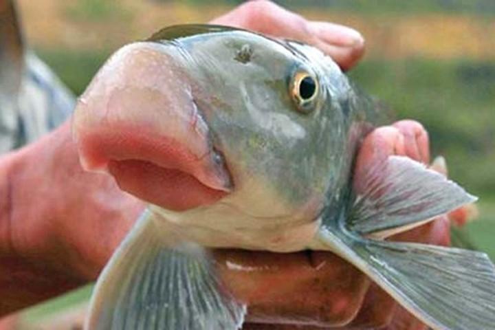 Cái “mõm lợn” ấy chính là bộ phận ngon nhất và đắt giá nhất của loài cá Anh Vũ.