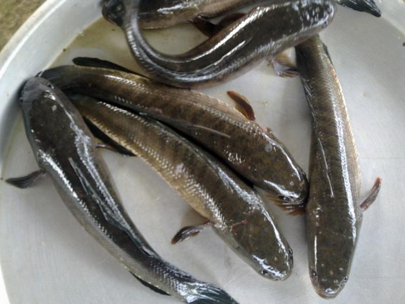 Hình ảnh cá quả