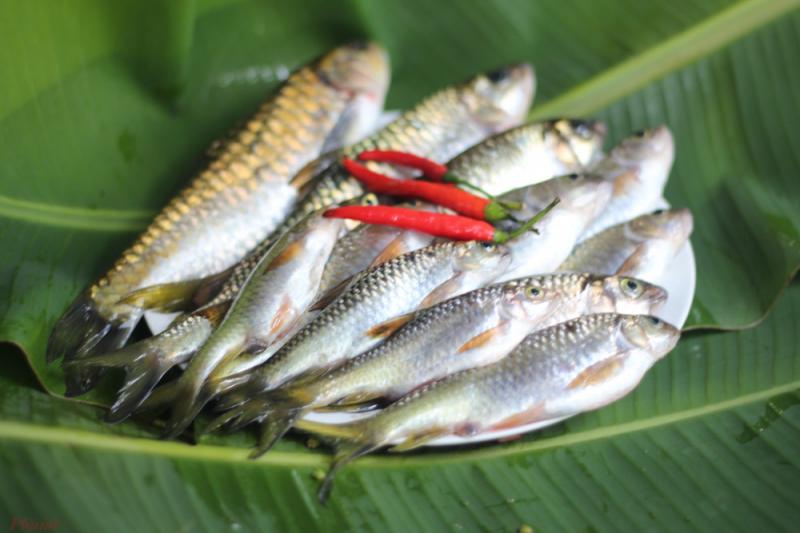 Cá suối