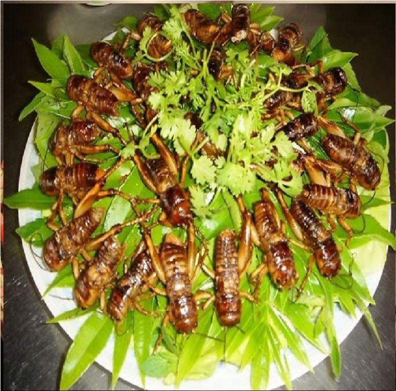 Món ăn từ dế