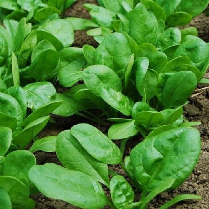 Vitamin C có trong cải bó xôi hoạt động như một chất chống oxy hóa có thể làm hòa tan trong nước, chất còn có thể làm giảm nguy cơ gây ra rất nhiều bệnh tật.