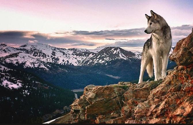 Call of the Wild (25/12)