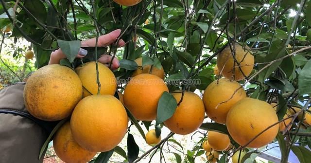 Mua gì tại Kim Bôi làm quà?