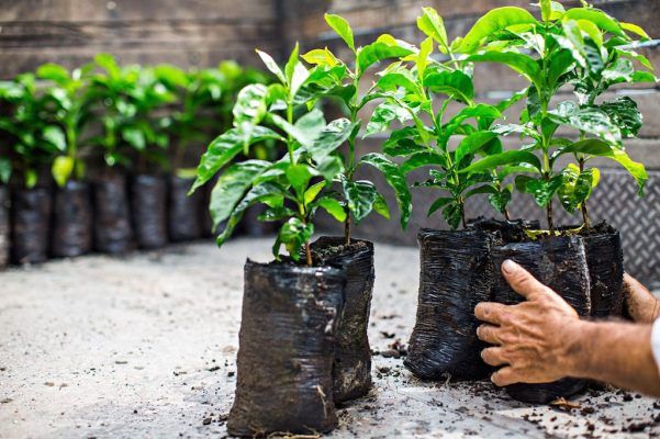 Cây cà phê thanh lọc không khí
