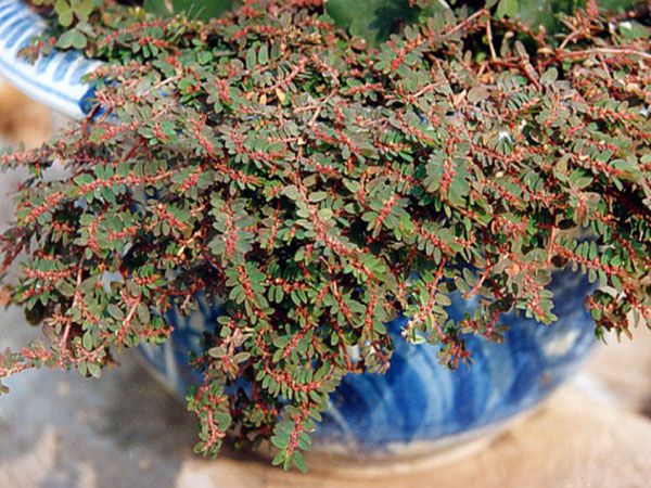 Cây cỏ sữa trị hăm tã