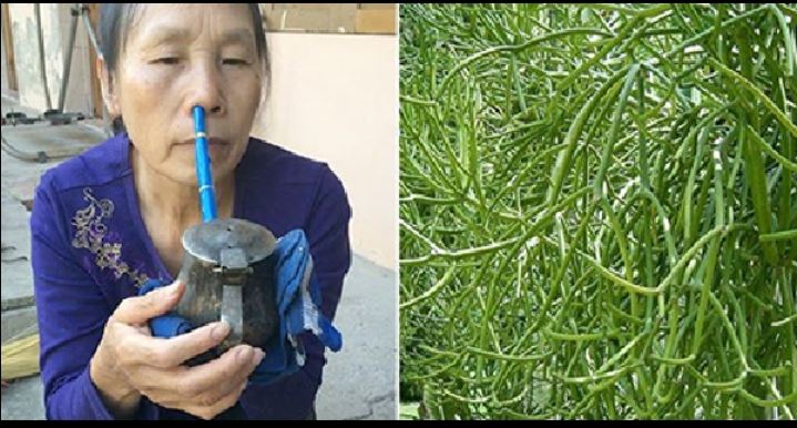 Chữa viêm xoang bằng cây giao