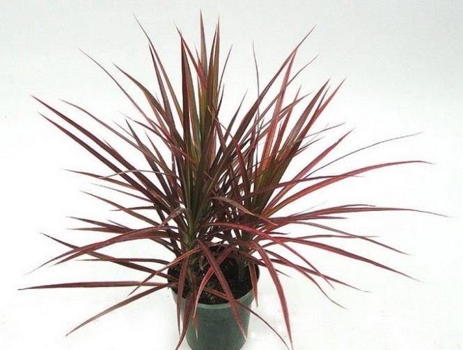 Cây Phất Dụ mảnh