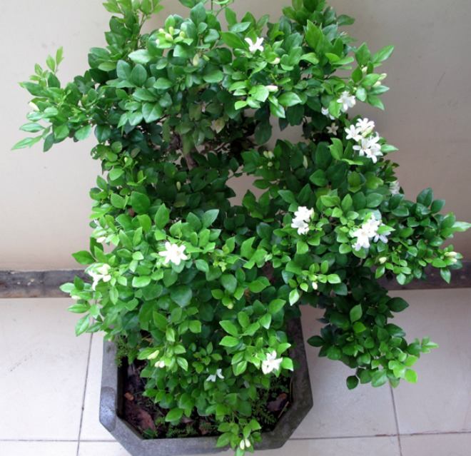 Cây nguyệt quế