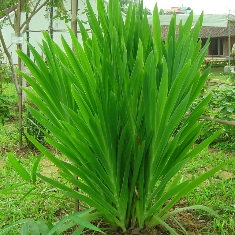 Cây rẻ quạt