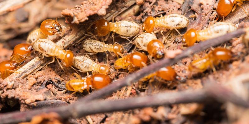 Mối là nguyên liệu chính nấu cháo