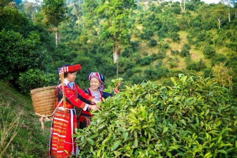 Cây trà Shan Tuyết cổ thụ