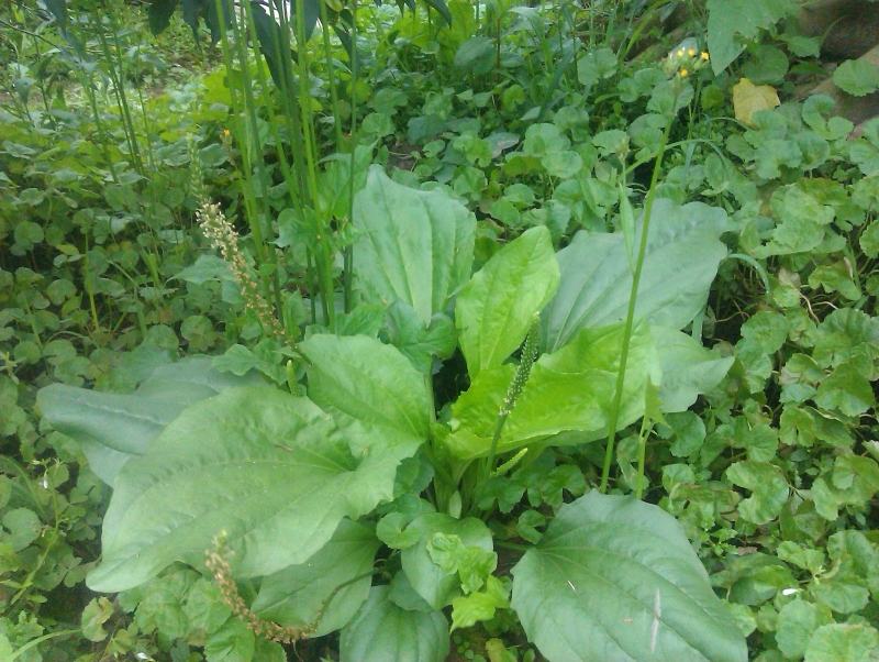 Lá mã đề giúp kháng viêm, mau lành vết thương.