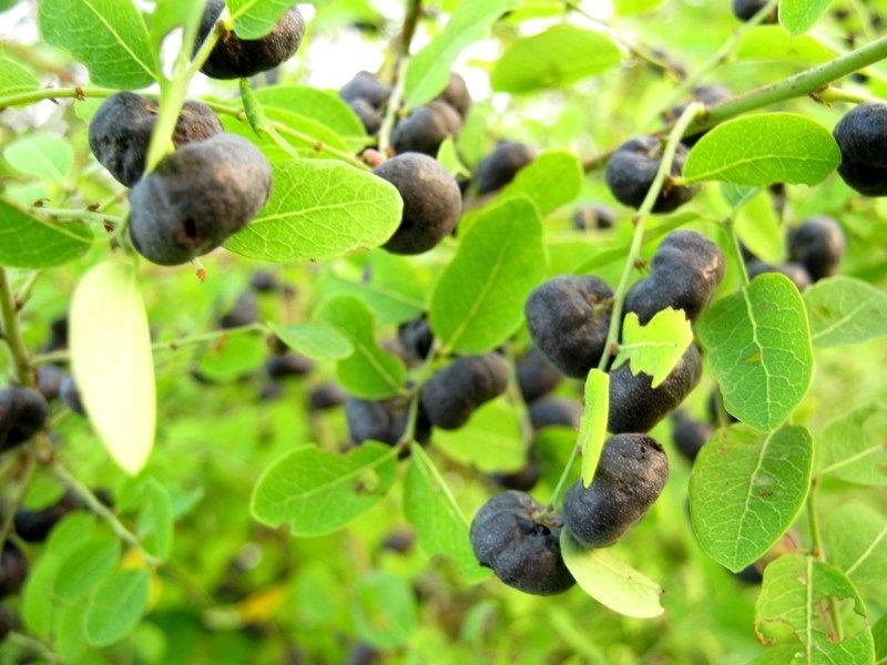 Chữa trẻ bị hóc xương bằng lá phèn đen