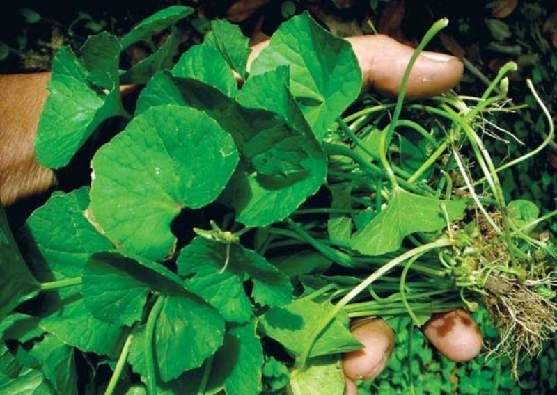 Chữa trẻ biếng ăn, còm cõi bằng rễ rau má