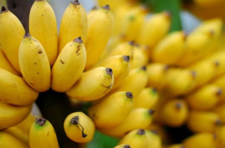 Chuối sứ chín tốt cho sức khỏe