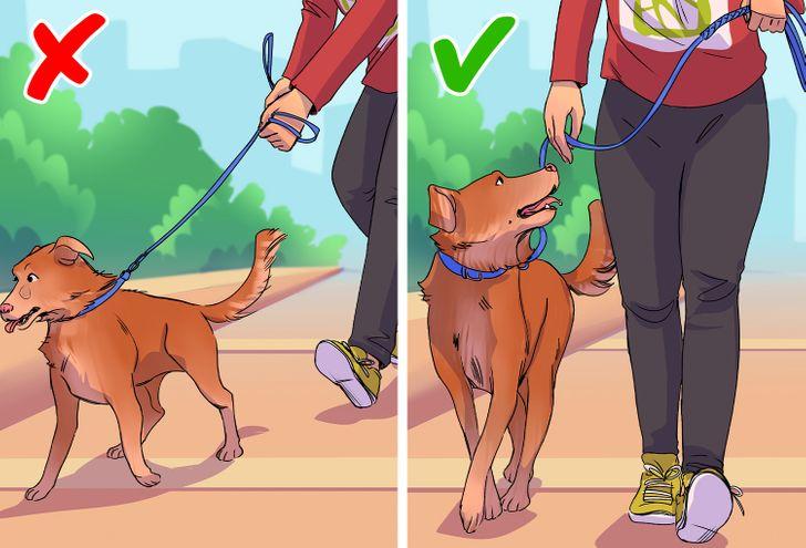 Con chó bạn dắt đi quá xa với bạn