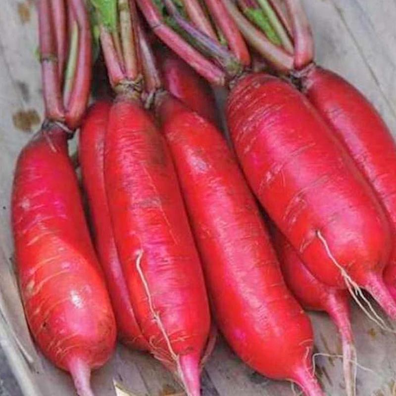 Củ cải