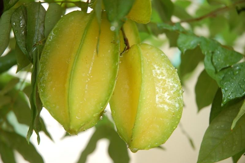 Trái (quả) khế