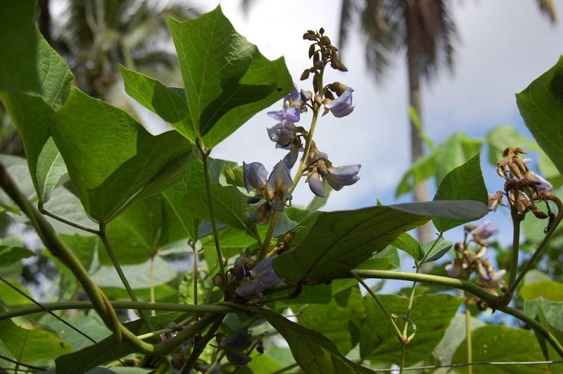 Không được ăn lá và hạt của cây củ đậu