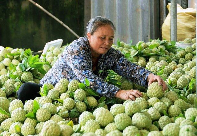 Mùa thu hoạch na dai Huyền Sơn