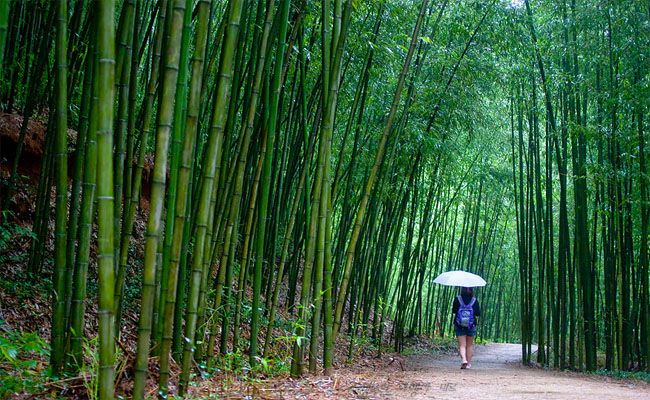 Damyang nổi tiếng với những rừng tre trúc rộng lớn