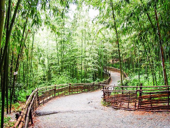 ﻿ ﻿Khi tham quan ﻿Damyang, ta sẽ có cảm giác như lạc vào thiên nhiên, vừa tươi mát lại vừa yên bình, tránh xa thành phố tấp nập.