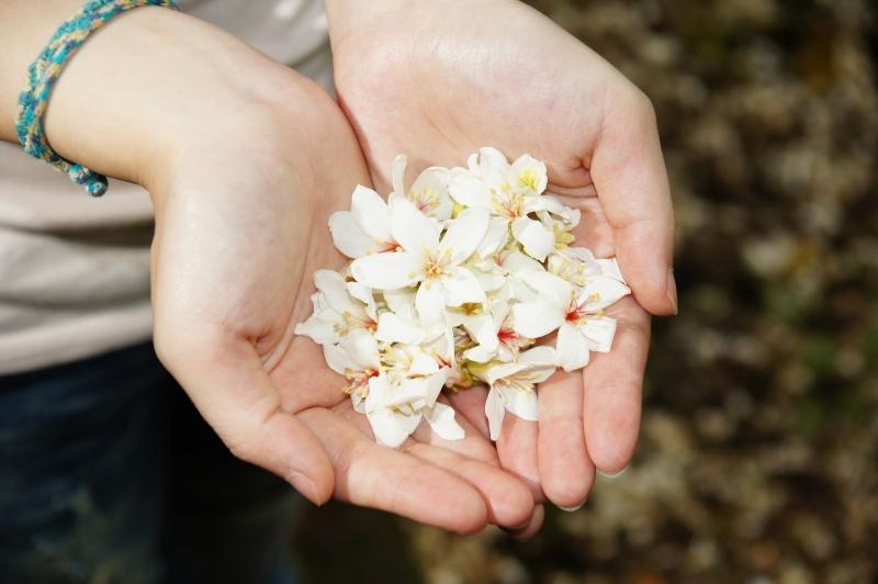 Sự chân thành đẹp tựa những cánh hoa.
