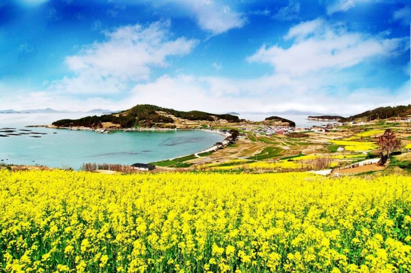 Những triền hoa cải trải dài