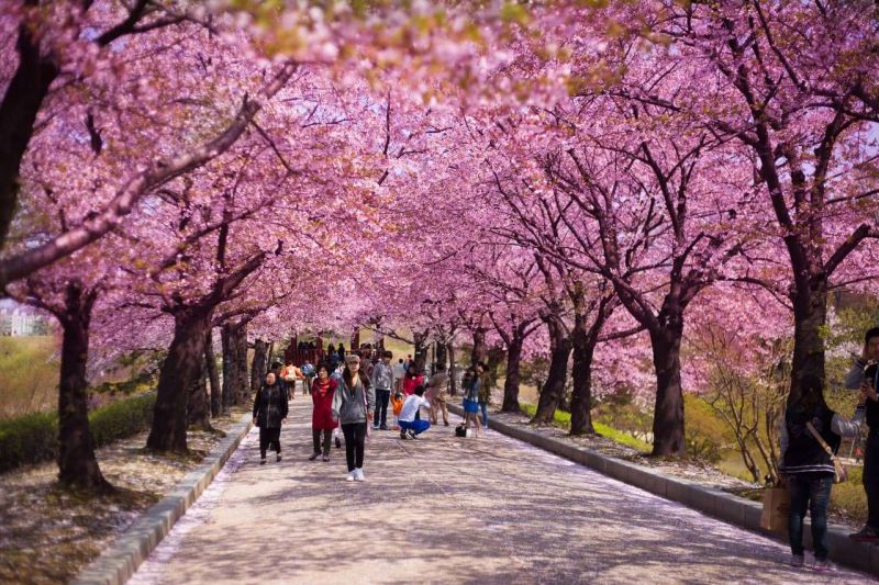 Hoa anh đào trên đảo Jeju