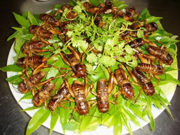 Dế Cơm Chiên Nước Mắm