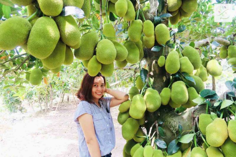 Cần Thơ đến mùa trĩu quả