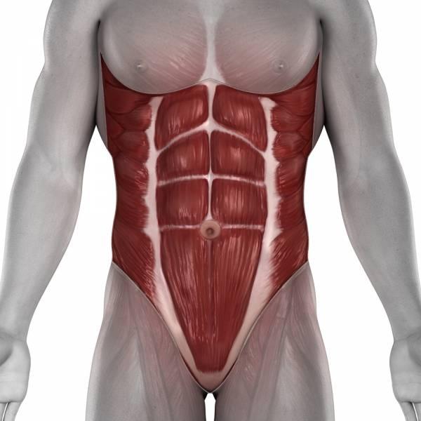 Đừng nghĩ cơ bụng chỉ là 1 nhóm cơ riêng lẻ