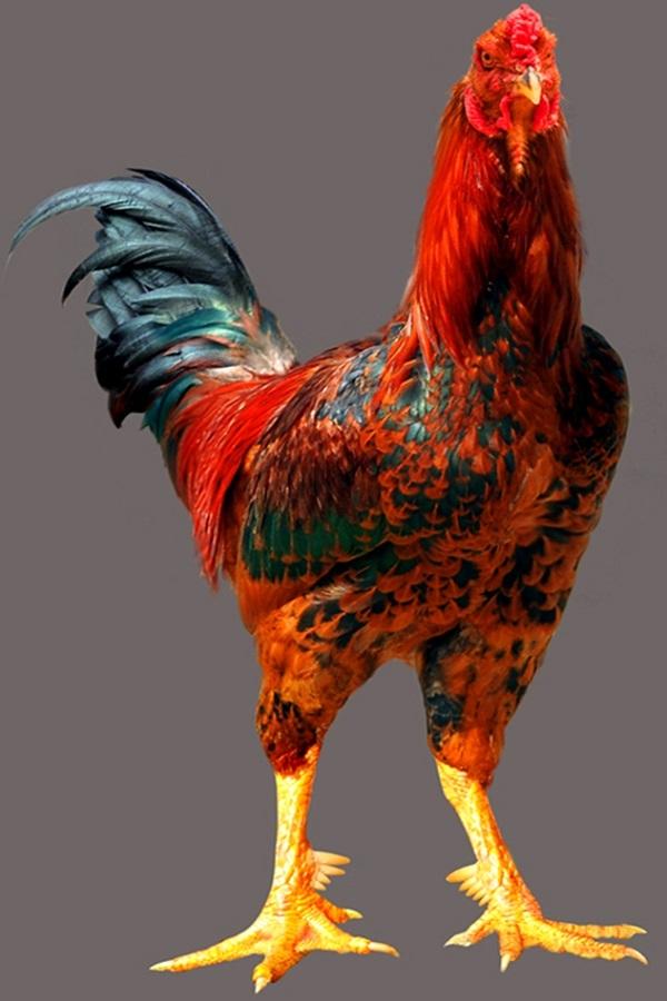 Gà Chín cựa