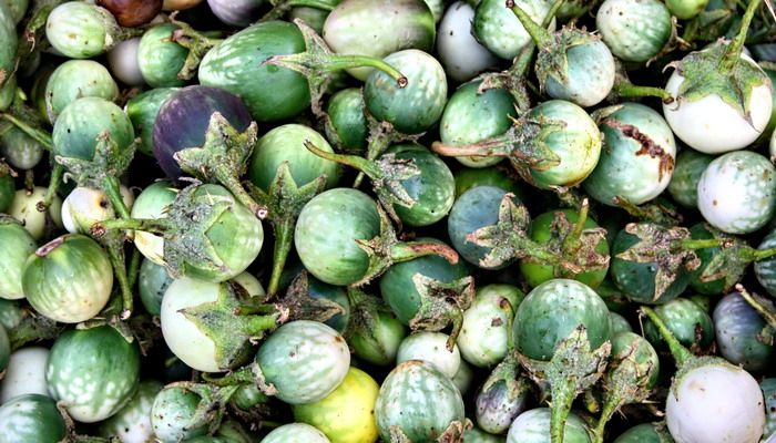 Cà đắng tại Buôn Ma Thuột