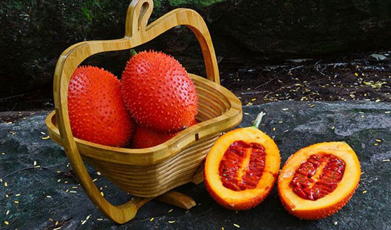 Hạt gấc, loại thuốc dân gian
