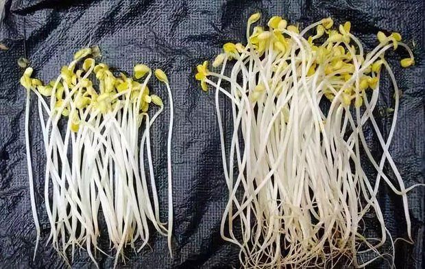 Hỗ trợ giảm cân