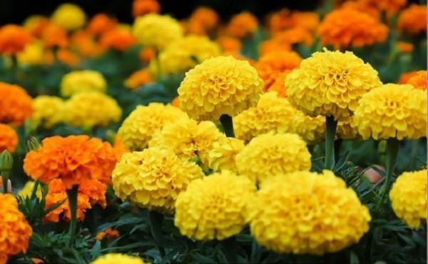 Hoa cúc vạn thọ chống muỗi hiệu quả