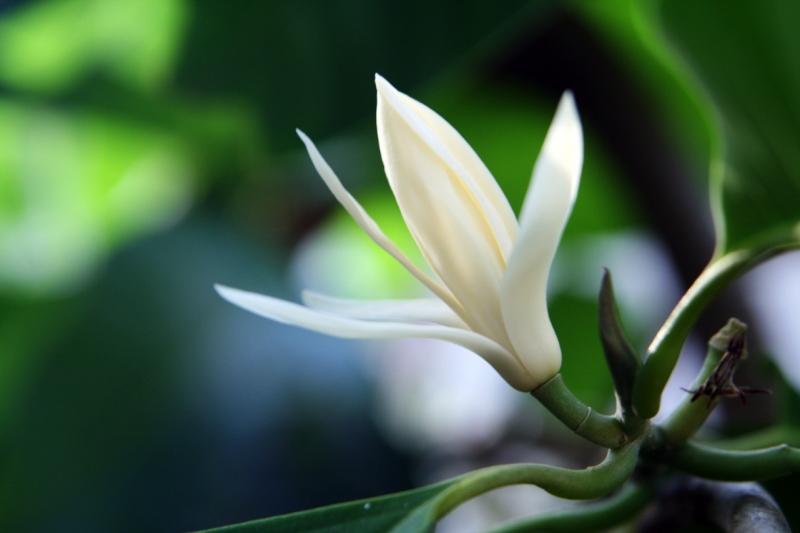 Hoa ngọc lan có khả năng trị viêm xoan