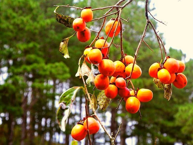 Nếu nhẹ hơn thì có thể gặp tình trạng nôn mửa, tiêu chảy, đau bụng