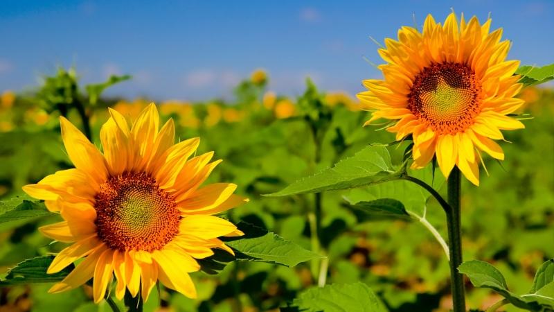 Hướng dương có tác dụng an thần
