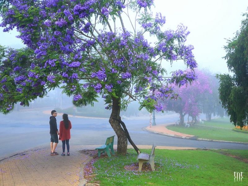 Khung cảnh Đà Lạt thơ mộng