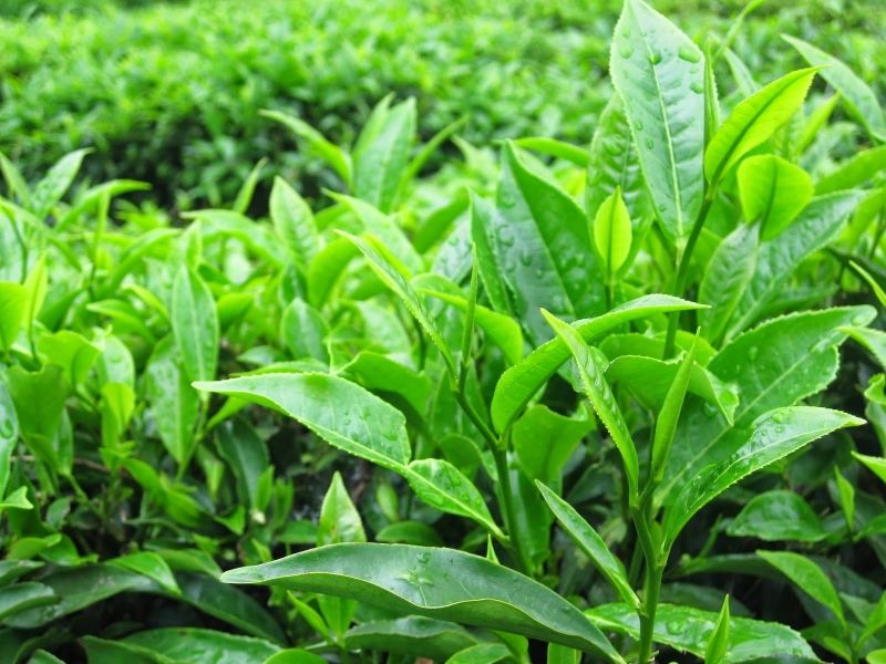 Mẹo nhỏ chữa trẻ hay khóc đêm bằng lá chè xanh