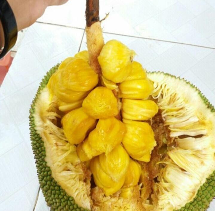 Mít Tố Nữ Long Khánh