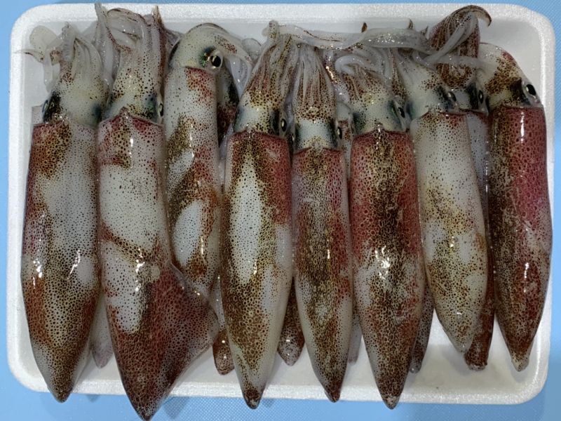 Mực tươi câu trong ngày