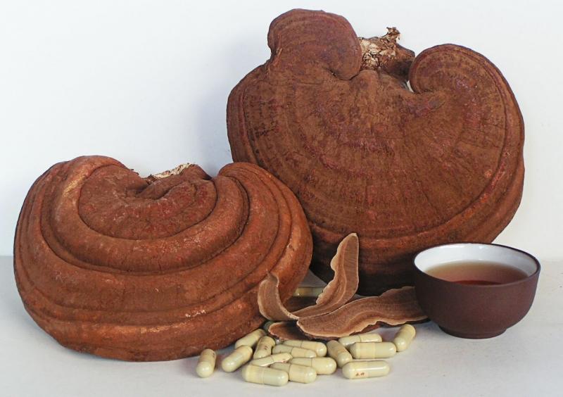 Nấm linh chi - một loại dược liệu quý hiếm từ bao đời