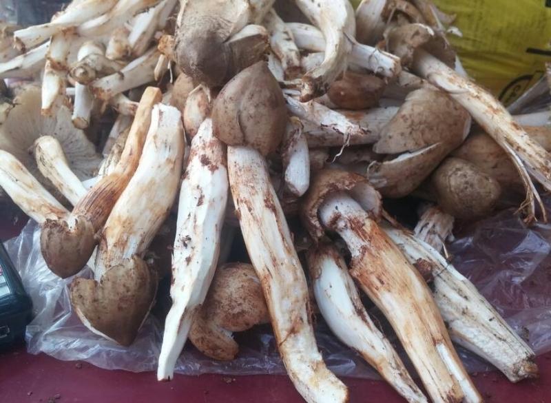 Nấm mối quý hiếm và thơm ngon